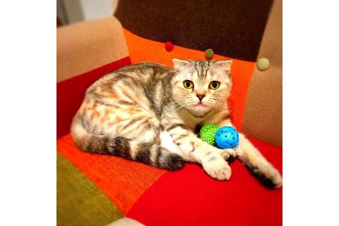 販売中のスコティッシュフォールドの親猫